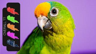 Peach Fronted Conure, The Best Pet Parrot?