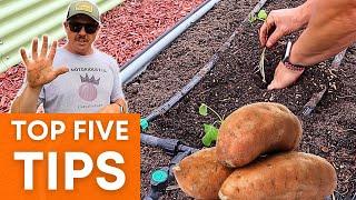 5 EASY TIPS TO GROW MORE SWEET POTATOES!