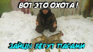 ОХОТА НА ЗАЙЦА. ЗАЙЦЫ СОШЛИ С УМА. 16 ШТУК ДО ОБЕДА. УСТРОИЛИ ОБЛАВУ. ОХОТА 2020. ОЧЕНЬ МНОГО ЗАЙЦА.