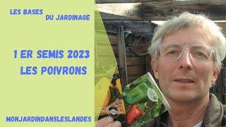 Comment semer les poivrons (2023) ? - Monjardindansleslandes