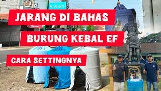 mengupas burung kebal ef sudah setting tinggi tidak ada perubahan begini cara setting & menanganinya