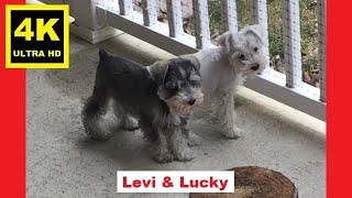 Puppy Training 101 [10 Weeks Old] - Miniature Schnauzer Puppies