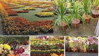 Flowers Exhibition in Winter Festival Lahore 2022| Race Course Park Lahore