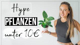 Gehypte Social Media Pflanzen unter 10 EURO  | Come PLANT SHOPPING