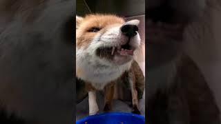 Pie the Fox eating