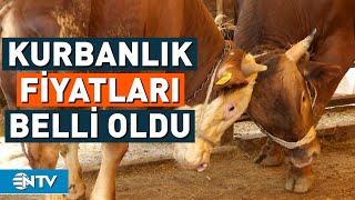 Kurbanlık Satışları Başladı | NTV