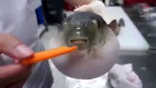 Kugelfisch isst Karotte