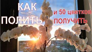 30 цветков- это провал. Как полить, чтобы 50 получить.