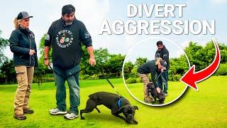 Aggressive Dog? Do this to Redirect it (The Right Way)