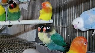 Happy Lovebird Sounds: 6-Hour Playlist for Pet Birds