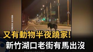 又有動物半夜蹺家！ 新竹湖口老街有馬出沒－民視新聞