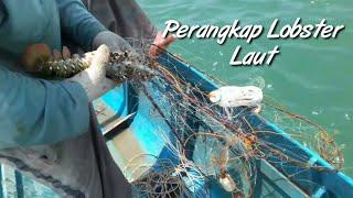 Lobster Traps | Ambau Udang Karang, crabs, fish