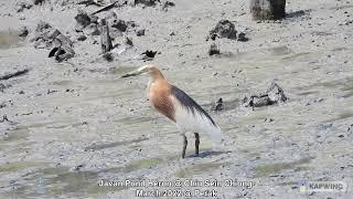 Javan Pond Heron @ Chiu Sein Chiong 2542