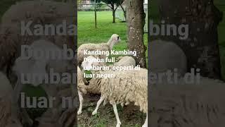 Kandang Kambing Domba full umbaran, seperti di luar negeri