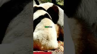 Things You Didn't Know About Giant Pandas #shorts