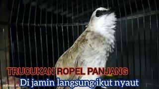 trucukan gacor ROPEL PANJANG buat pancingan trucukan agar bunyi JADIKAN burung trucuk gacor EMOSI