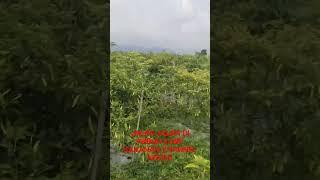 Jalan jalan di kebun cabe@kahanan channel ndeso