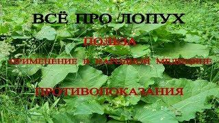 ЛОПУХ СВОЙСТВА ПОЛЬЗА ВРЕД ЛЕЧЕНИЕ ЛОПУХОМ В НАРОДНОЙ МЕДИЦИНЕ ИММУНИТЕТ BURDOCK РАК ВИРУС стоп