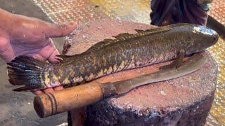 Amazing Big Sola Fish Cutting In Bangladesh Fish Market | Fish Cutting Skills