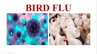 Bird Flu || H5N1 || Avian influenza