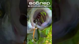 Поймал голавля, а вытащил жереха – вот это поворот!  #рыбалка #ловляголавля #ловляжереха