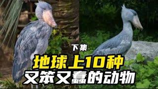 地球上10种又笨又蠢的动物