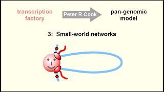 The pan-genomic model: the role of transcription factories in chromosome structure and function – 3