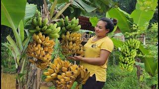 Daily work of pregnant mothers in the forest, Harvesting bananas, tomatoes and raising fish in ponds