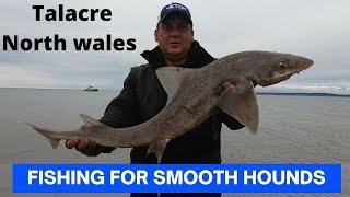 Smooth hound fishing - talacre north wales.