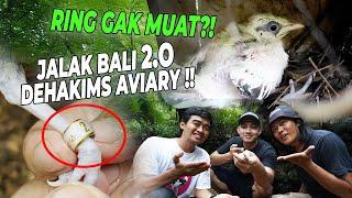 BONGSOR..!! DEG-DEGAN! RING JALAK BALI GAK MUAT?! APA YANG TERJADI?!