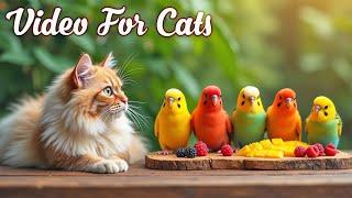 Cat TV for Cats to Watch Birds and SquirrelsPerfect Video for Indoor Cats Episode 18 | 3H of Videos