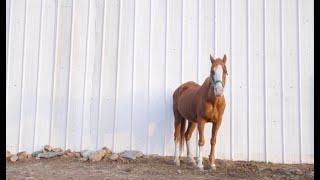 Discover Colorado’s horseback adventure west of Denver began as a father, daughter love of trails