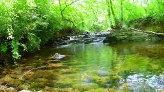 Birds Singing & Water Stream Sound | Nature Sound for Relaxation | 2 Hours