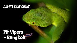 Trimeresurus Macrops - A Closer Look | Herping Part 1 | Alissa & Jay