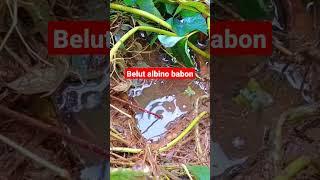 Mancing belut babon albino 2kg #shorts #mancing #mancingmania #mancingbelut #short