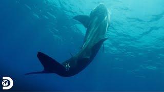 Temporada de verano, turistas y tiburones ballena | Misterios de Nuestro Planeta