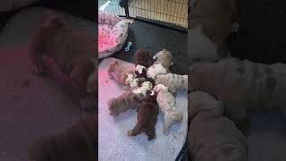 How many meatballs can you spot? #fyp #viralshort #viralvideo #meatballs #fypyoutube