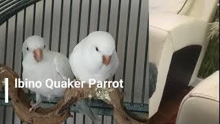 Quaker parrot price