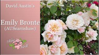  David Austin's Emily Bronte Rose | AUSearnshaw | English Rose