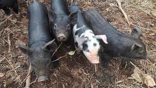 10 day old piglets!!