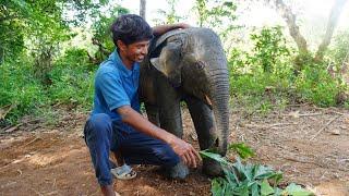 A baby elephant was adopted | ആനക്കുട്ടിയെ ഉണ്ടാക്കിയപ്പോൾ!