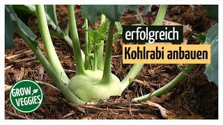 Kohlrabi erfolgreich anbauen | Gemüseanbau im Garten