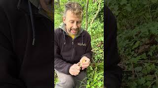 Chanterelles :) #mushroom #foraging #forager #wildedibles