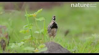 Rain quail / Black-breasted quail (Coturnix coromandelica) male calling, Pune, Maharashtra, India.