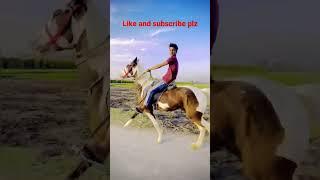 horse riding short video || horse video| horse riding challenge ||  #short