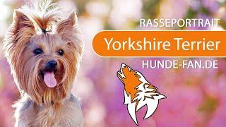 ► Yorkshire Terrier [2019] Rasse, Aussehen & Charakter