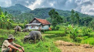 SUNGGUH INDAH! Pemandangan Alamnya. Kampung Yang Damai, Orang Sunda Ini Hidup Di Sawah Lereng Gunung