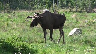 Schweden Elchpark Lagan Älgpark Elk Park Elk Shop Småland Novasol Sweden Ljungby