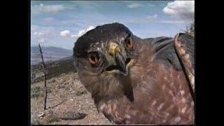 Goshute Mountains Early 1990's - HawkWatch International