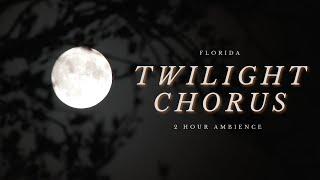 Twilight Chorus: Florida (2 hours of evening ambience)